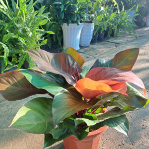 cây trầu bà đế vương đỏ cam
