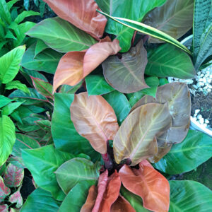 cây trầu bà đế vương đỏ cam
