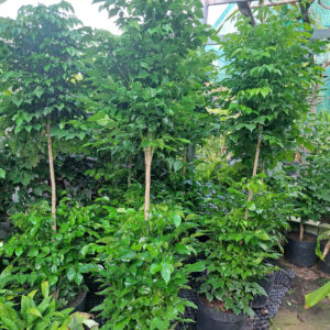 cây hạnh phúc 2 tầng