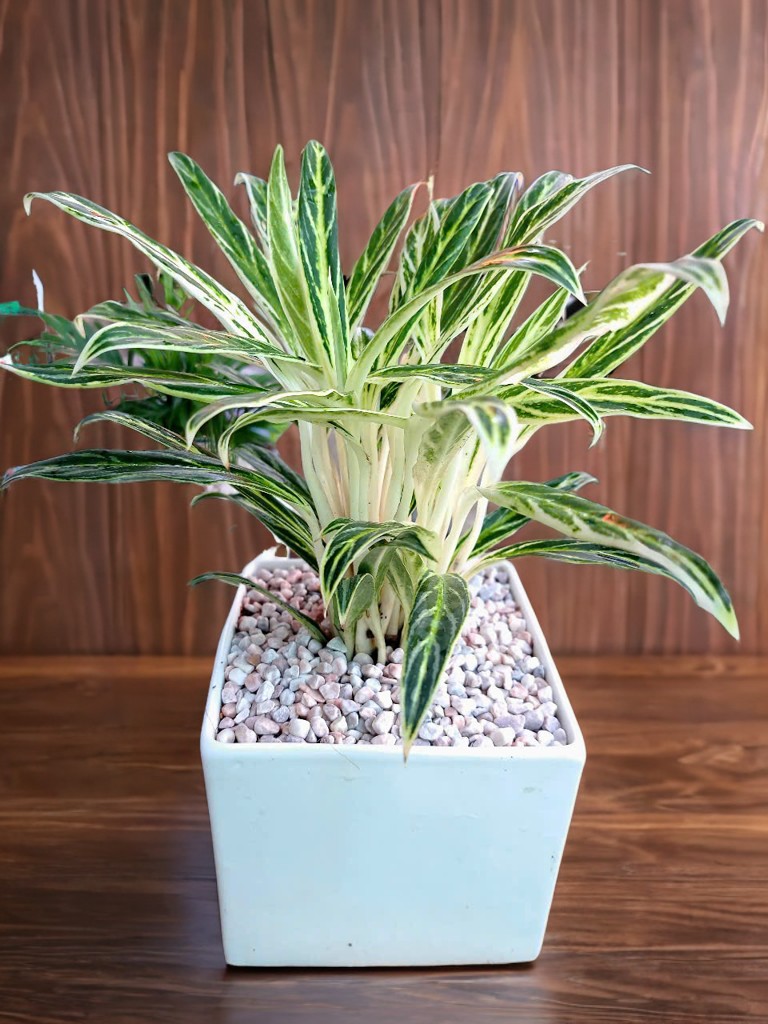 cây giữ tiền kim cương