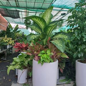 cây vạn niên thanh