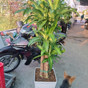 cây phát tài thiết mộc lan