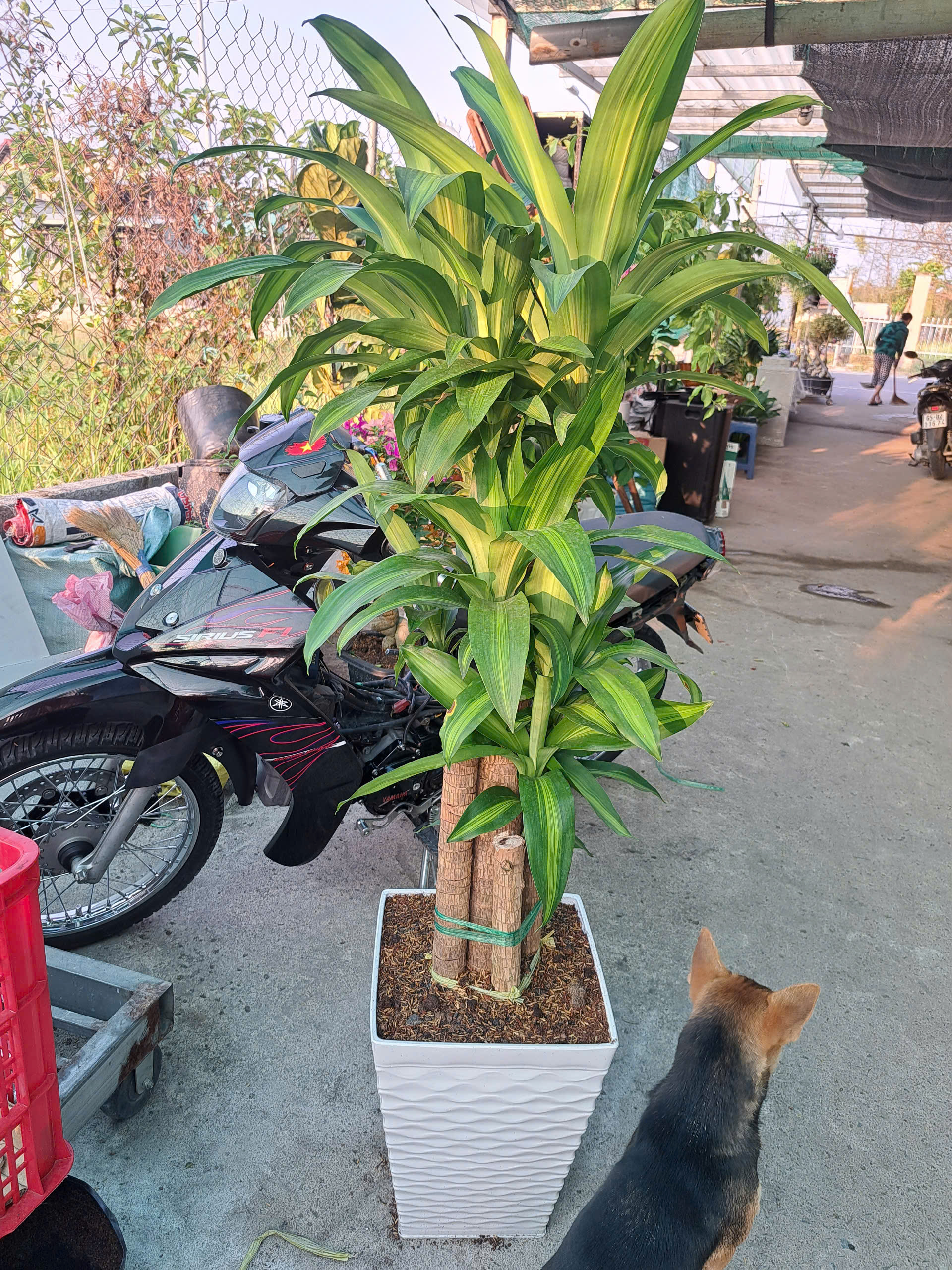 thiết mộc lan (1) cây phát tài thiết mộc lan