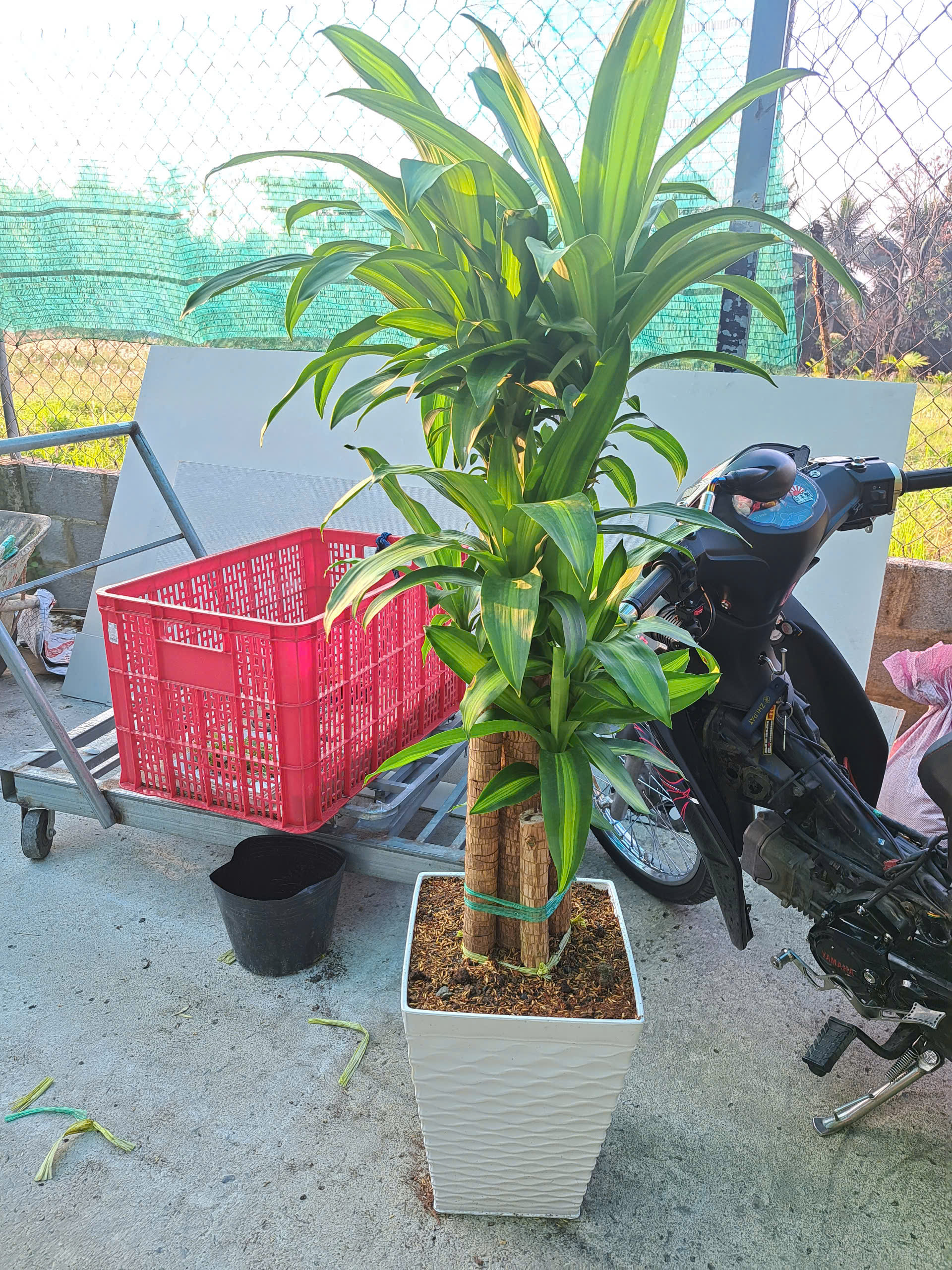 thiết mộc lan (2) cây phát tài thiết mộc lan