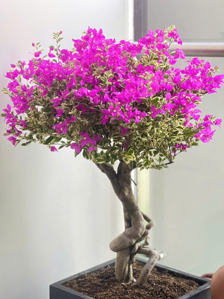 hoa giấy cẩm thạch