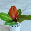 cây trầu bà đế vương đỏ cam