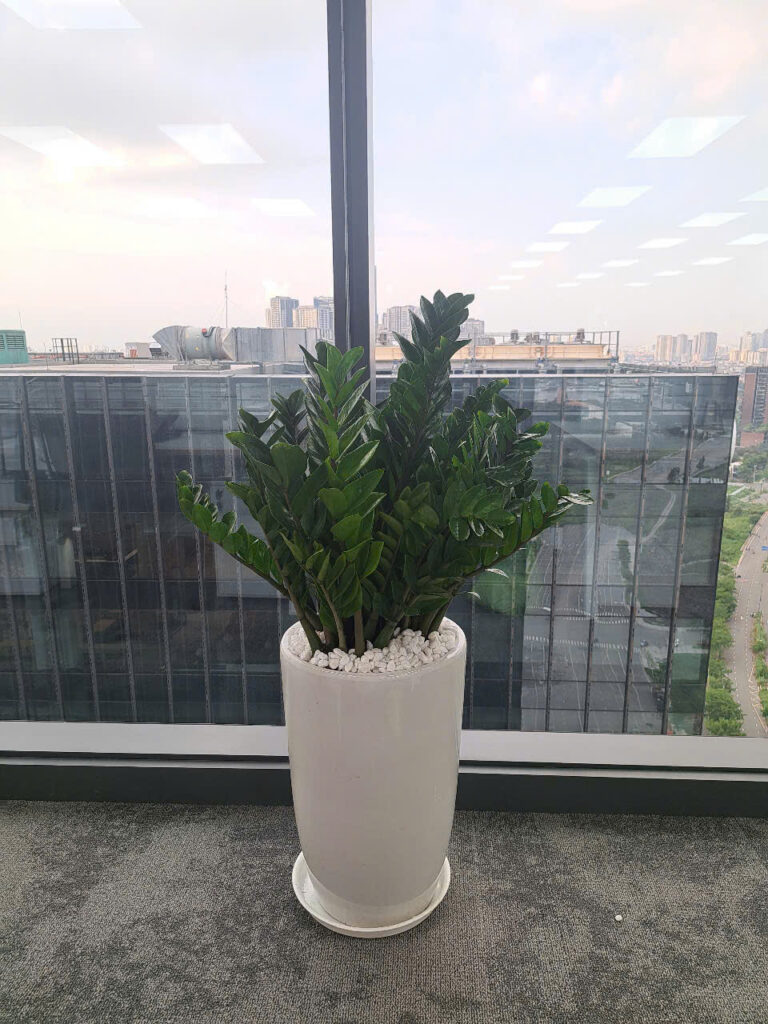 cây dễ sống trong máy lạnh