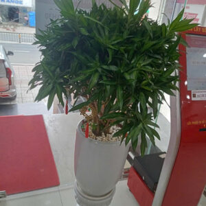 Mua cây xanh văn phòng giá rẻ TPHCM