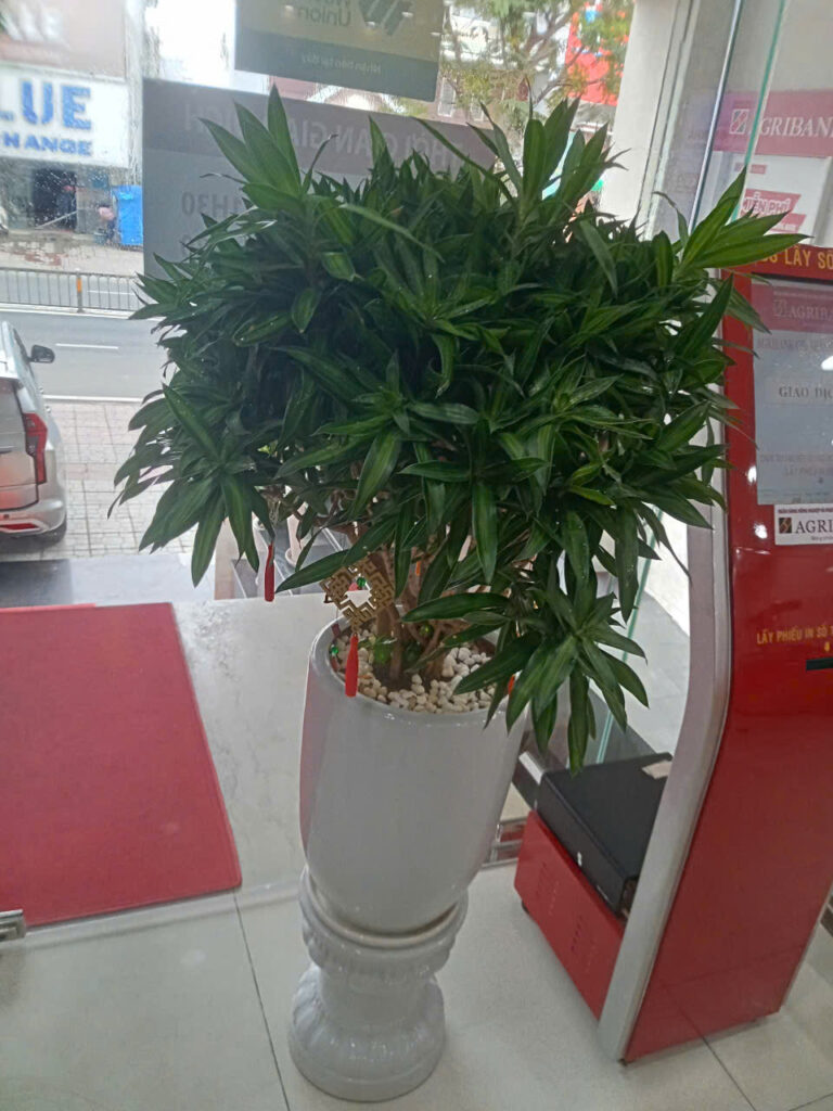 Mua cây xanh văn phòng giá rẻ TPHCM