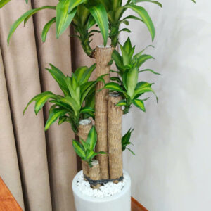 cây phong thủy phát tài thiết mộc lan
