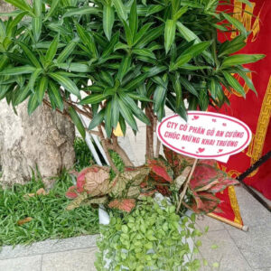 vườn kiểng giá rẻ quận 9