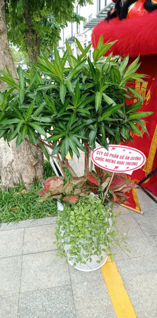 vườn kiểng giá rẻ quận 9