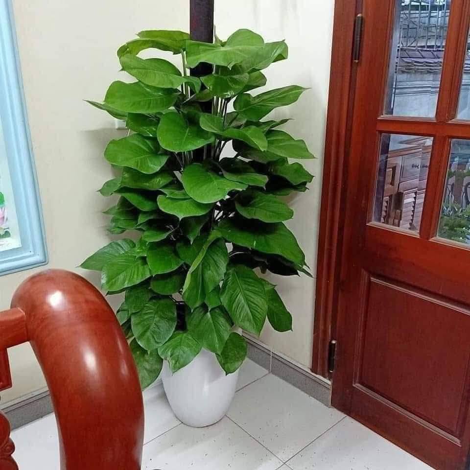 THUÊ CÂY XANH VĂN PHÒNG TPHCM