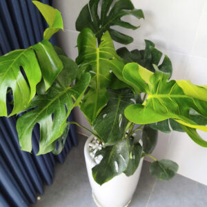 trầu bà monstera