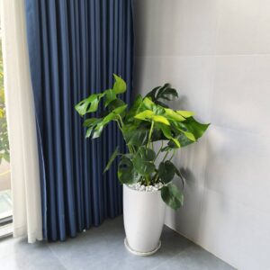 trầu bà monstera