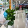 Chậu cây Bàng Singapore trang trí văn phòng và khu vực tiếp khách.