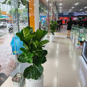 Chậu cây Bàng Singapore trang trí văn phòng và khu vực tiếp khách.