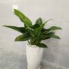 cây trầu bà đế vương xanh