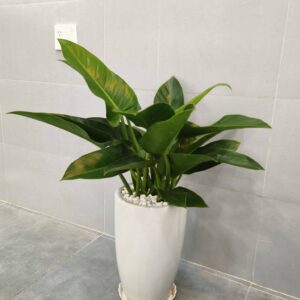cây trầu bà đế vương xanh