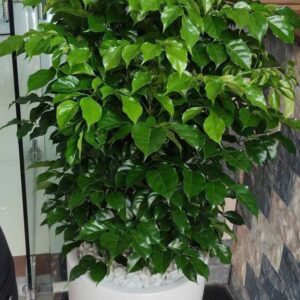 cây hạnh phúc