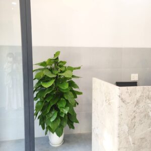 cây trầu bà cột