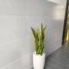 Cây Lưỡi Hổ lá xanh viền vàng trồng chậu sứ trang trí tại 151 GARDEN.