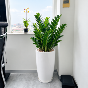 Cây kim tiền chậu sứ trắng dáng cao để sàn trang trí văn phòng