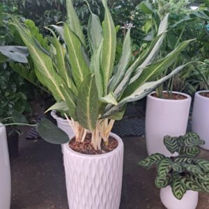 Cây Giữ Tiền lá xanh phối sáng trồng chậu sứ trắng tại 151 GARDEN