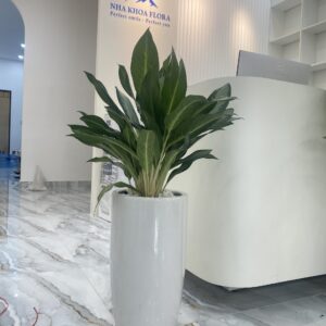 Chậu cây Giữ Tiền màu xanh đẹp trang trí quầy lễ tân văn phòng