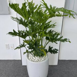 Cây Trầu Bà Thanh Xuân để sàn trang trí văn phòng hiện đại.