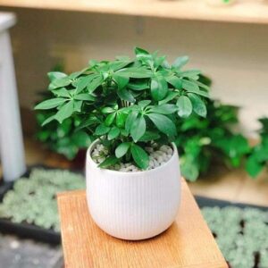 Cây ngũ gia bì để bàn trồng trong chậu sứ